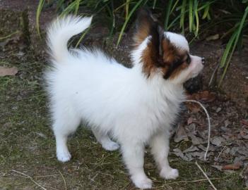 Beautiful Papillon puppies
