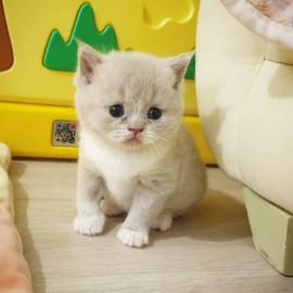 Baby kitten mit papieren