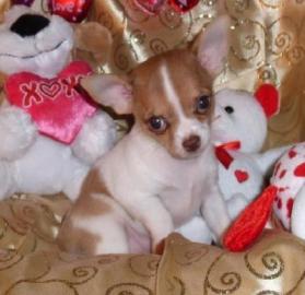 MINI MINI Chihuahua Preis: 200