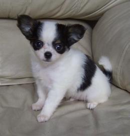 MINI MINI Chihuahua Preis: 200