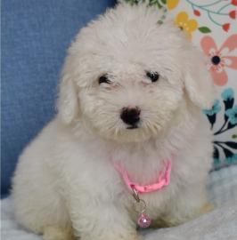 Maltipoo Welpen