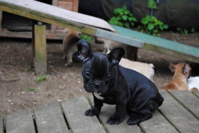 Franz�sische Bulldoggen Welpen 8 Wochen