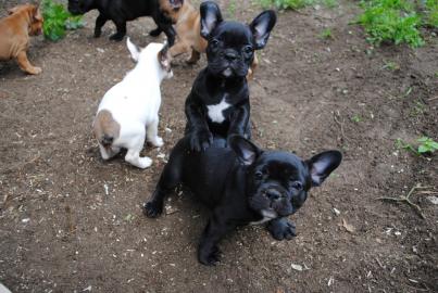 Franz�sische Bulldoggen Welpen 8 Wochen