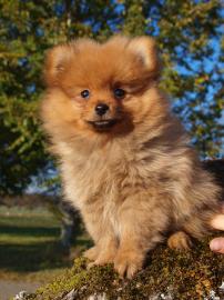 Pomeranian Zwergspitz Welpen