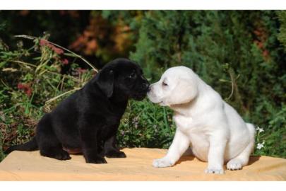 Wundersch�ne Labrador Welpen