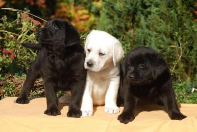 Wundersch�ne Labrador Welpen