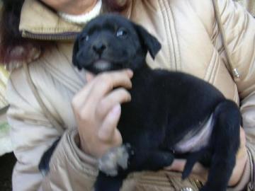 Wundersch�ne Labrador Welpen