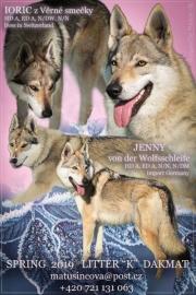 Welpen Tschechoslowakischer Wolfhund