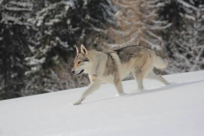 Welpen Tschechoslowakischer Wolfhund
