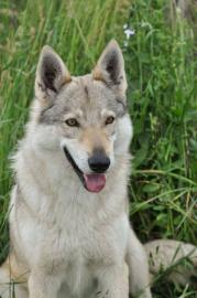 Welpen Tschechoslowakischer Wolfhund