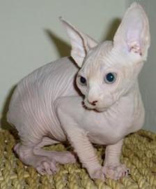 m�nnliche und weibliche persische Katze