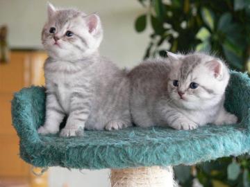 Wundersch�ne BKH Kitten mit Stammbaum