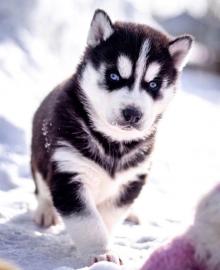 Siberian Husky Welpen!bereit