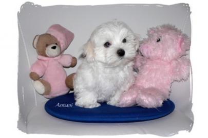 Malteser Welpen Malteserwelpen Hunde W