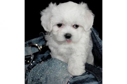 Malteser Welpen Malteserwelpen Hunde W
