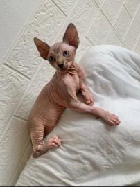 Sphynx Katzen mit Stammbaum