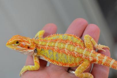 Baby-Bartdrache