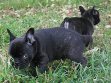 Franz�sische Bulldogge Welpen mit Papier