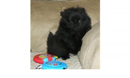 Sehr sch�ne Pomeranian Zwergspitz Welpen