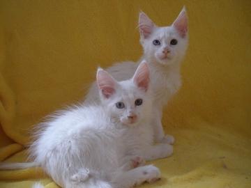 Maine Coon kitten mit Staumbaum