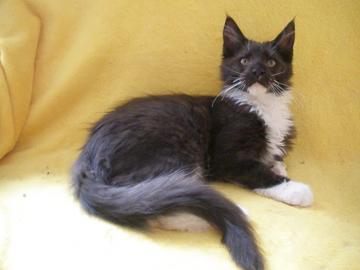 Maine Coon kitten mit Staumbaum