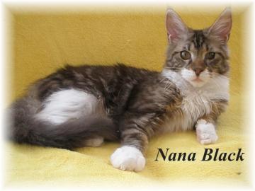 Maine Coon kitten mit Staumbaum