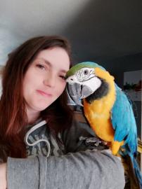 Sprechende blaue und Gold Ara Papageien