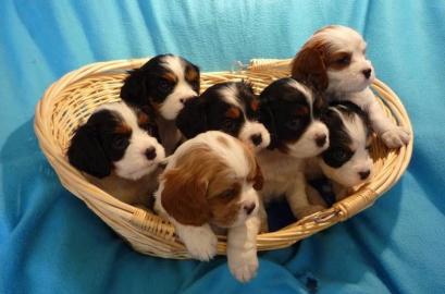 Cavalier King Charles Spaniel Welpen