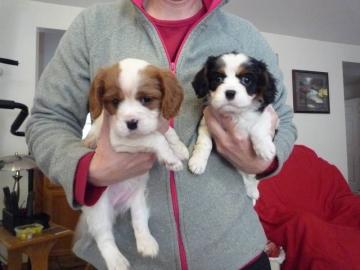 Cavalier King Charles Spaniel Welpen