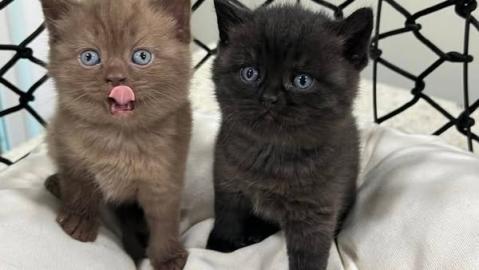 Sch�ne und entz�ckende Britisch Kurzhaar