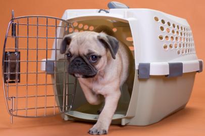 MINI MOPS BABYS FUR 100EUROS
