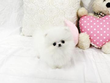 S��e Zwergspitz-Pomeranian Welpen ab 11. 
