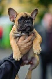 Hervorragende Franz�sisch Bulldogge Welp