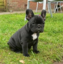 Hervorragende Franz�sisch Bulldogge Welp