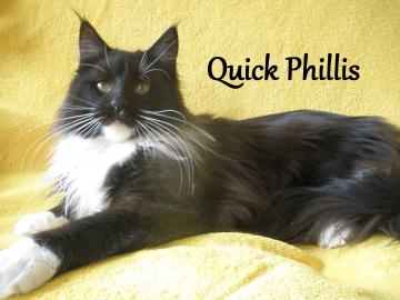 Maine Coon mit Staumbaum