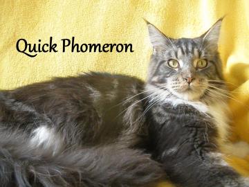 Maine Coon mit Staumbaum