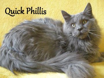 Maine Coon mit Staumbaum