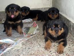 Rottweiler Welpen zur Annahme