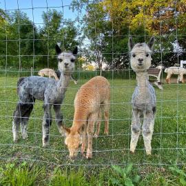 Alpaka junge Stuten,