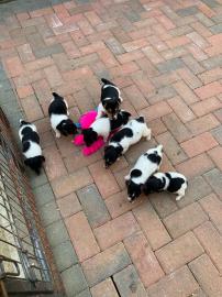 Arbeiten von Jack Russells