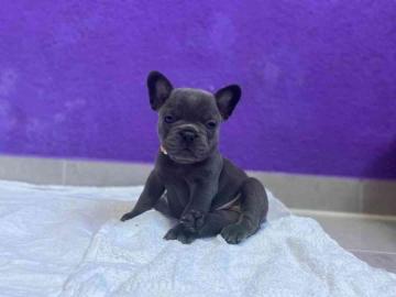 Franz?sische Bulldogge