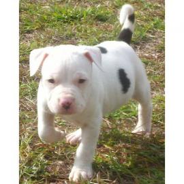 Pitbull blueline welpen zu verkaufen