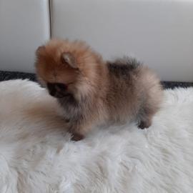 Pomeranian Zwergspitz R?de mit Ahnentafe
