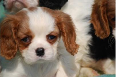 s��e 100% reinrassige Cavalier King Cha