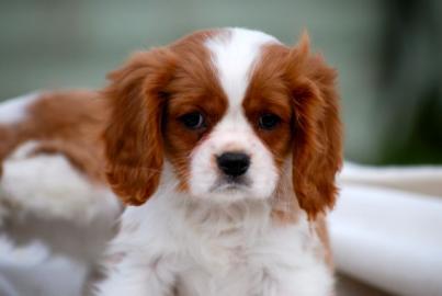s��e 100% reinrassige Cavalier King Cha