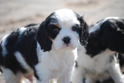 s��e 100% reinrassige Cavalier King Cha