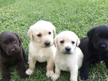 Labrador Welpen mit Papieren