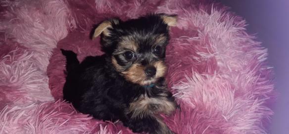 Yorkie Welpen verf?gbar