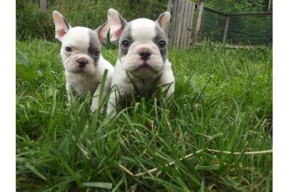 Franz�sische Bulldoggen Welpen abgabebe