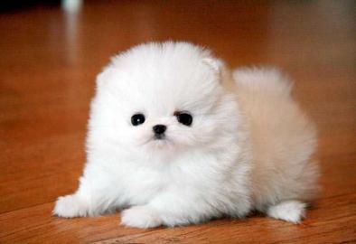 Wundersch�ne Mini Pomeranian Zwergspitz